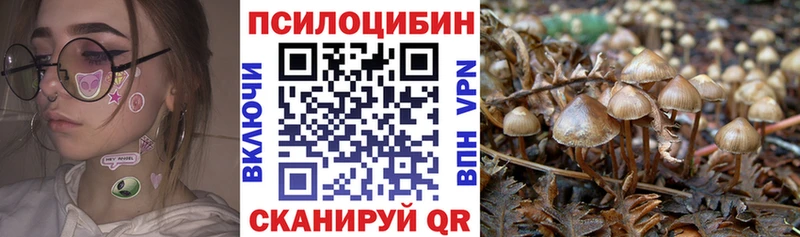Купить где  Невельск  Псилоцибиновые грибы Cubensis 